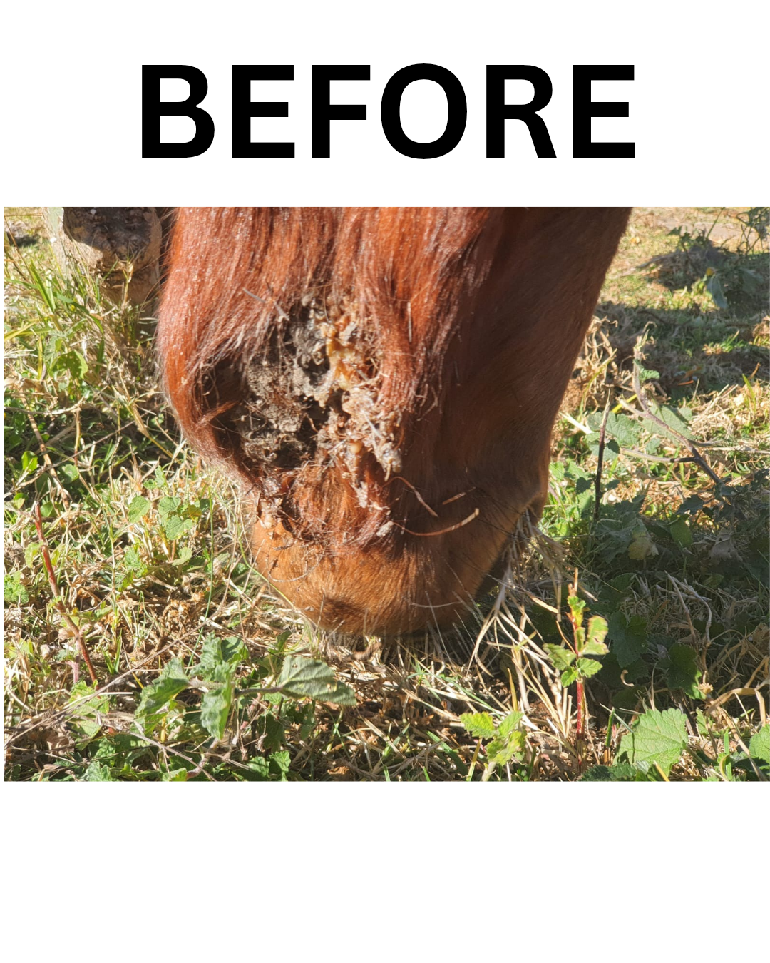 Reishi Mushroom For Horses - Image 4